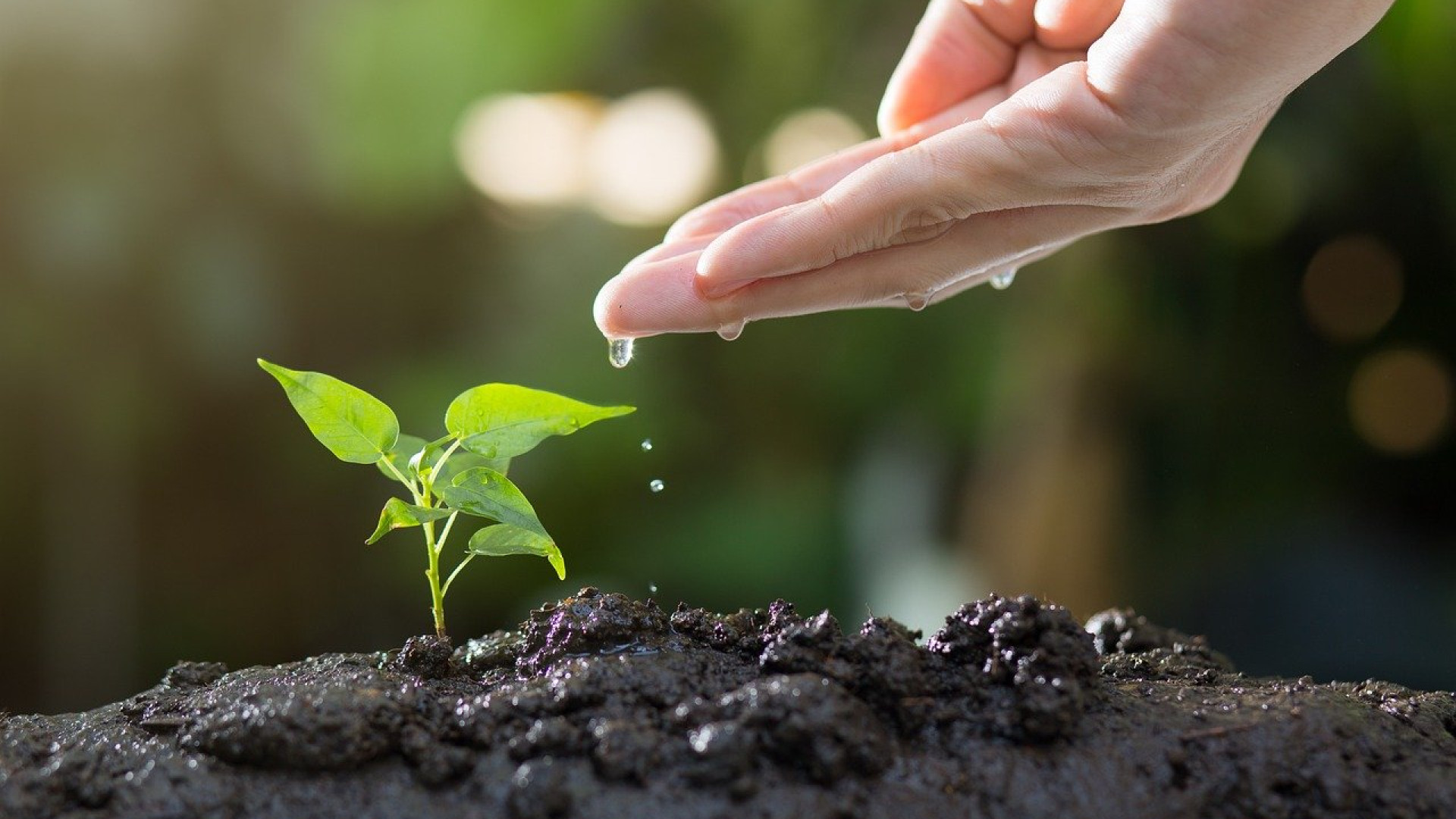 Actualité jardinage : découvrez les tendances du moment !