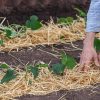 Paillage organique : les avantages pour votre jardin et vos plantes