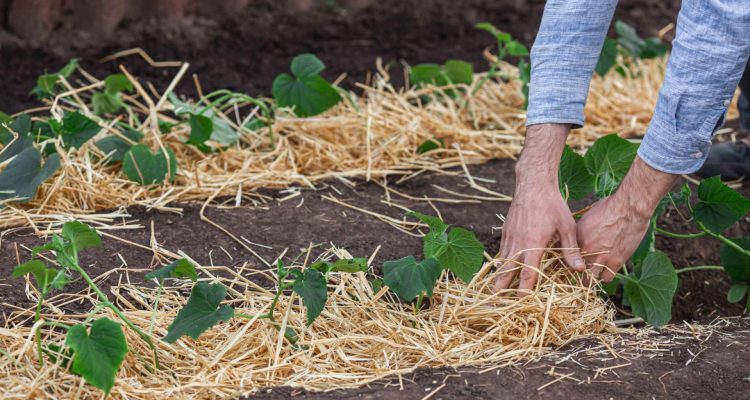 Paillage organique : les avantages pour votre jardin et vos plantes